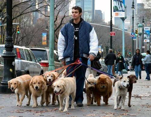 Paseador de perros