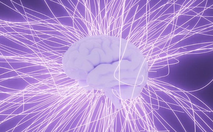 Conexiones neurociencia cebero hombre y mujer 2025